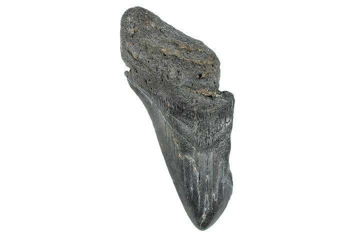 Partial Megalodon Tooth - South Carolina #272557